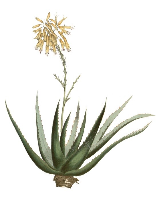 Aloe Vera