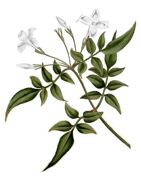 Jasmin