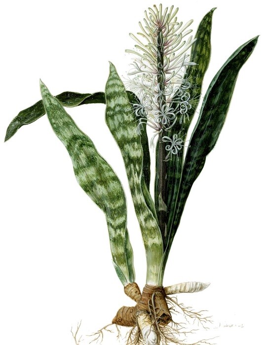 Sansevieria