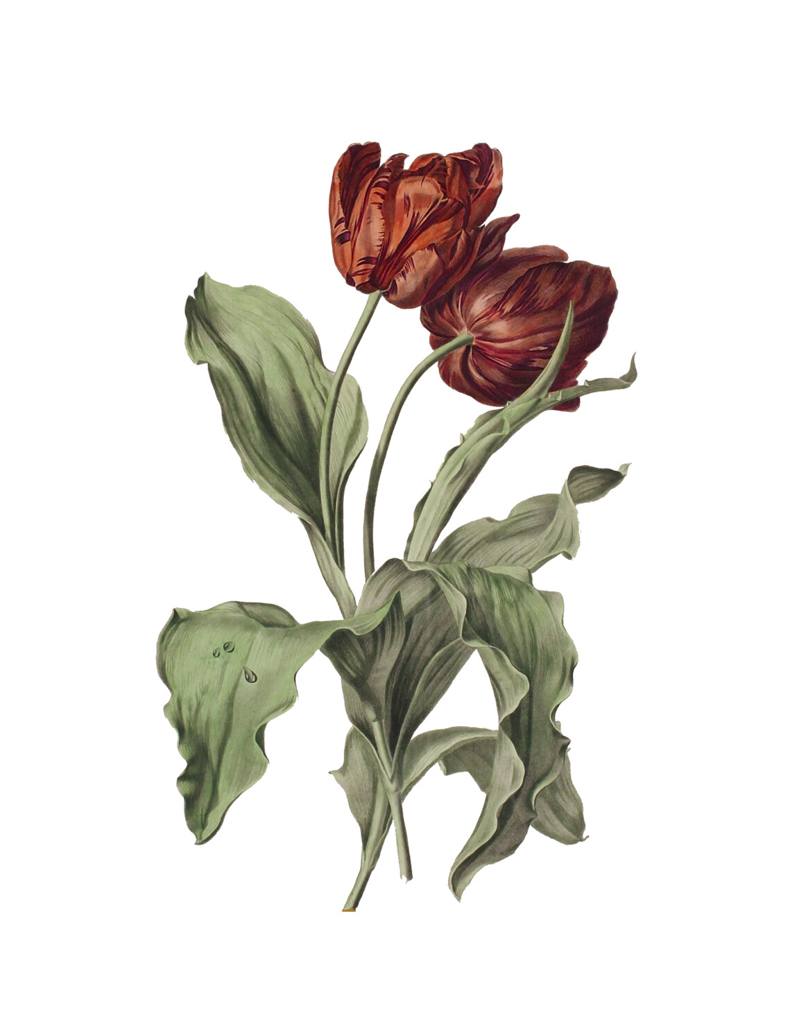 Tulpen